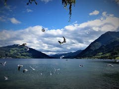 Was für eine herrliche Föhnstimmung; Auch den hungrigen Möwen scheint es hier zu gefallen! (Bild: Margrith Imhof-Röthlin, Immensee, 10. Oktober 2019)