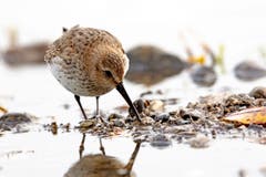 Am Bodensee macht der Alpenstrandläufer Rast auf dem Weg in sein Winterquartier, einzelne Vögel verbringen den Winter bei uns. (Bild: Fritz Sigg)