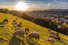 Der Abendsonne entgegen am Dreilindenhang in St. Gallen. (Bild: Christian Wild)