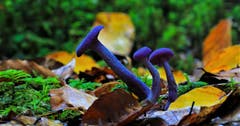 Herbstfarben: Violette Lacktrichterlinge und gelbe Buchenblätter auf grünem Moosboden. (Bild: André Egli, Ettiswil, 10. Oktober 2019)