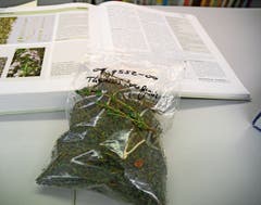 Vor der Produktion wird ermittelt, ob es sich um die richtige Pflanze handelt. (Bild: Karin Erni)