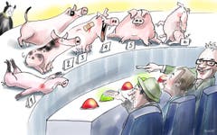 St. Gallen sucht das schönste Ferkel. Zu haarig, zu träge, Flecken an der Schnauze oder gar eine Verletzung: Die Anforderungen an das Bundesrats-Säuli sind hoch. Christian Manser, Präsident der Olma-Tierschau, tut sich schwer mit der Auswahl. Ein wenig erinnert das «Säuli-Casting» an «Germany’s Next Topmodel». (Illustration: Corinne Bromundt)