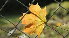 Aufgefangen im Maschendraht. (Bild: Irene Wanner, Schötz, 10. Oktober2019)