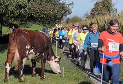 Auch eine Walking-Kategorie gibt es am Hallwilerseelauf. (Bild: Andy Mettler/swiss-image)