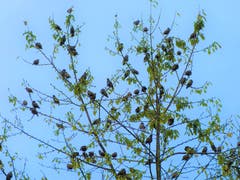 Alle Vögel (Stare) waren noch da … jetzt sind sie schon weg! (Bild: Josef Lustenberger, 9. Oktober 2019)