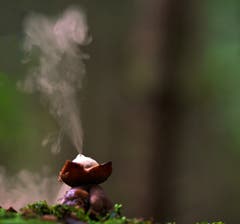 Jetzt im Wald: Erdsternpilze. Wenn man sie seitlich berührt, sprühen sie vulkanartig ihre Sporen aus der Öffnung. (Bild: Seppi Brunner, Meggerwald, 12. Oktober 2019)