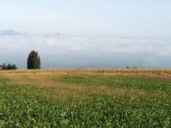 Der Bodensee bei Ermatingen. (Bild: Michale Ziganke)