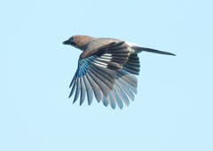Trogen: Hunderte von Eichelhähern flogen am Samstagmorgen in kleinen Gruppen zu neuen Futterplätzen. (Bild: Hans Aeschlimann)