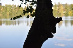 Der Wächter vom Soppensee. Oder gar ein Verwandter des Erlkönigs? (Bild: Peter Lohri, Wolhusen)