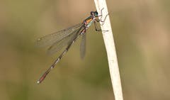 Eine farbenprächtige Libelle. (Bild: Bruno Schuler, Rotsee, 13. Oktober 2019)