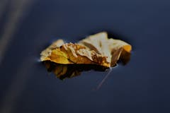 Herbst im Brunnen vor dem Jagdhaus. (Bild: Ledi Herzog, Hergiswil am Napf, 13. Oktober 2019)
