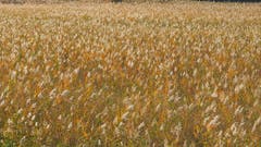 Goldiger Herbst - Schilfgebiet am Bodensee. (Bild: Fredy Zünd)