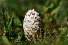Natur pur. (Bild: Ledi Herzog, Hergiswil am Napf, 13. Oktober 2019)