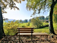 Goldener Herbsttag im Schlössliwald bei Beromünster. (Bild: Urs Gutfleisch, Beromünster, 14. Oktober 2019)