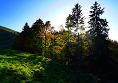 Herbstwald im Gegenlicht der untergehenden Sonne. (Bild: Thomas Ammann)