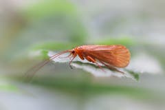 Eine Köcherfliege. (Bild: Petra Jung, Hämikon, 14. Oktober 2019)