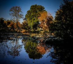 Herbstliche Abendsonnenspiegelung am Bodenlose Weiher in Münchwilen. (Bild: Stephan Lendi)