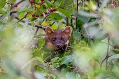 Statt das erwartete Eichhörnchen erschien ein Baummarder. (Bild: Edgar Huber)