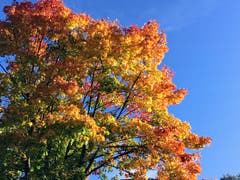 Herbstfarben in Montlingen. (Bild: Toni Sieber)