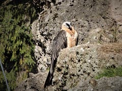 So ein Bartgeier ist schon eine wunderschöne Erscheinung ! Aufgenommen im Tierpark Goldau. (Bild: Margrith Imhof-Röthlin, Tierpark Goldau, 13. Oktober 2019)