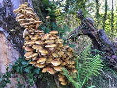 Pilze in Massen bei Montlingen. (Bild: Toni Sieber)