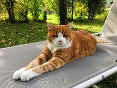 Ein Platz an der Sonne. (Bild: Toni Sieber)