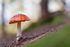 Fliegenpilz in seiner vollen Pracht. (Bild: Mirjam Dentler)