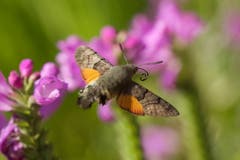 Das Taubenschwänzchen schwirrt mit eingerolltem Rüssel zur nächsten Blüte. (Bild: Hans Aeschlimann)