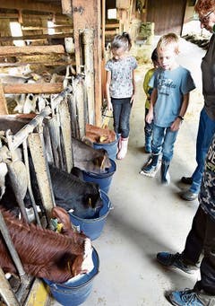 Die Chälbli in Malans trinken ihre Milch, und auf Matug werden die Backwaren mit Ei bepinselt. (Bilder Heini Schwendener)