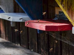 Ganz klar vorgegebene Anflugschneise bei einem emsigen Bienenvolk beim Tannenbergwald. (Bild: Franz Häusler)
