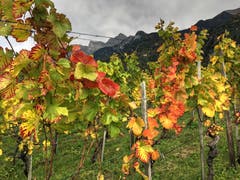 Die Trauben sind im Fass. (Bild: Toni Sieber)