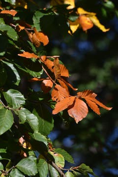 Jeder Baum wechselt die Farben individuell. (Bild: Heini Schwendener)