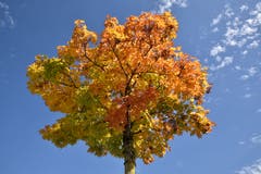 Hier zeigt sich der Herbst von seiner allerschönsten Seite. (Bild: Heini Schwendener)