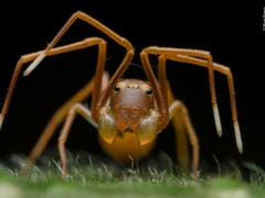 Unter den Tierporträts überzeugte dieses Foto einer Krabbenspinne, die sich als Ameise tarnt. Ripan Biswas fotografierte die Spinne im Buxy Tiger Reserve in Indien. (Bild: Ripan Biswas, Indien)