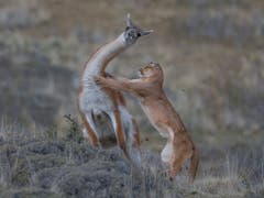 In der Kategorie «Verhalten von Säugetieren» gewann Ingo Arndt aus Deutschland mit seiner Aufnahme eines Pumas, das in Patagonien ein Guanako erlegt. Er teilte sich den ersten Platz mit dem Hauptgewinner Yongqing Bao und dessen Murmeltier-Foto. (Bild: Ingo Arndt, Deutschland)