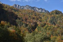 Der Wartauer Wald zeigt sich in den schönsten Farben. (Bild: Heini Schwendener)
