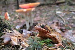 Ein Grasfrosch im Wald bei Engelburg unterwegs. (Bild: Toni Bürgin)