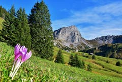 Symbolträchtig steht diese Herbstzeitlose in der prächtigen Landschaft von Jänzimatt. (Bild: Hans Burch, Giswil, 11. Oktober 2019)