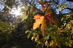 Herbstlaub im Gegenlicht der Sonne, die in diesen Tagen für spätsommerliche Temperaturen gesorgt hat. (Bild: Heini Schwendener)