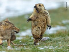Humor und Horror in einem: Die Dramatik der Aufnahme hat die Jury des Wettbewerbs «Wildlife Photographer of the Year» überzeugt. (Bild: Yongqing Bao, China)