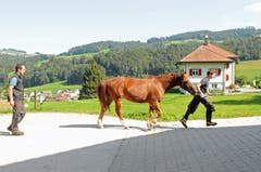 Prüfender Blick des Meisters: Kutschenpferd Figaro mit Marc Roth bei der Schlusskontrolle. (Bild: Michael Hug)