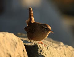 Zaunkönig - der kleinste Vogel im Abendlicht. (Bild: Urs Fankhauser)