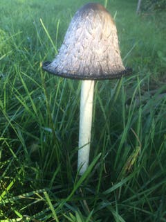 Perfekter Pilz in Schönholzerswilen. (Bild: Ruedi Rüegger)
