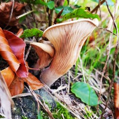 Pilzkuscheln an der Thur. (Bild: Reto Schlegel)