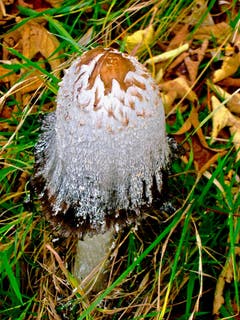 Prinzessin Pilz zu Altenrhein. (Bild: Helmut Neidel)