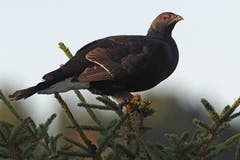 Ein Birkhahn sass schön auf Augenhöhe auf einer Tannenspitze. (Bild: Marianne Schmid, Habkern, 14. Oktober 2019)