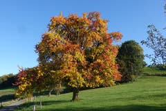 Leuchtende Herbstfarben in Rickenbach. (Bild: Josef Habermacher, Rickenbach, 17. Oktober 2019)