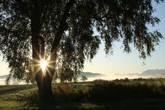 Die Sonnenstrahlen leuchten durch den Baumstamm. (Bild: Irene Wanner, Wauwiler Moos, 16. Oktober 2019)
