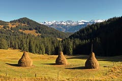 Diese formschönen Tristen stehen etwas unterhalb vom Sattelpass Giswil. Im Hintergrund sind der Hutstock, der Titlis und die die Wendenstöcke zu sehen. (Bild: Niklaus Rohrer, 16. Oktober 2019)