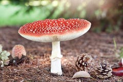 Was für ein toller Fliegenpilz, so schön die Natur im Herbst. (Bild: Anita Imfeld-Leu, Hünenberg, 16. Oktober 2019)